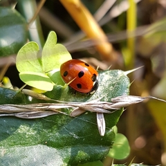 Coccinella septempunctata