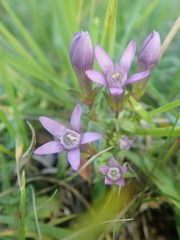 Gentianella