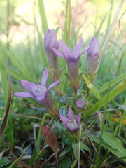 Gentianella