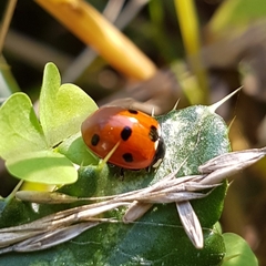 Coccinella septempunctata