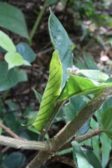 Macroglossum pyrrhosticta