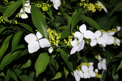 Hydrangea chinensis