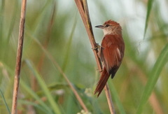 Certhiaxis cinnamomeus