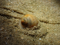 Euspira catena