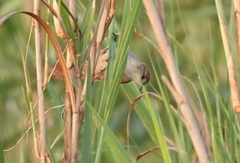 Certhiaxis cinnamomeus