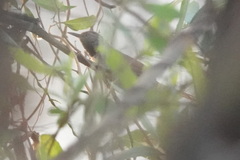 Mazaria propinqua