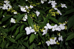 Hydrangea chinensis