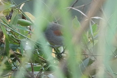 Mazaria propinqua