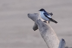 Tachycineta albiventer