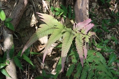 Dryopteris varia
