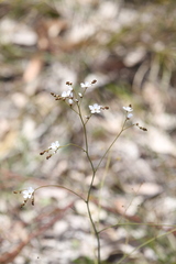Drosera gigantea