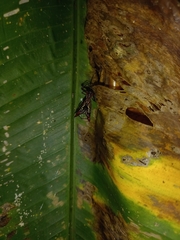 Micrathena sexspinosa