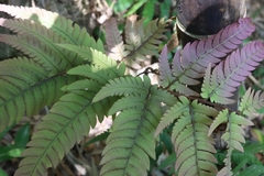 Dryopteris varia