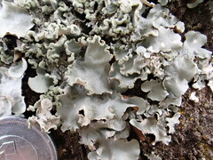 Parmotrema austrosinense