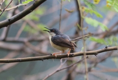 Prinia socialis