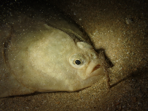 European Flounder
