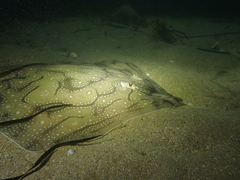 Raja undulata