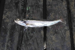 Rhaphiodon vulpinus