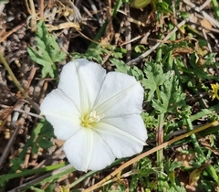 Convolvulus capensis