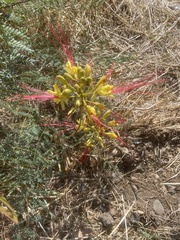 Erythrostemon gilliesii
