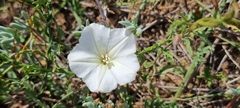 Convolvulus capensis