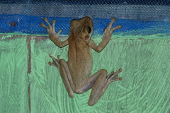 Osteocephalus taurinus