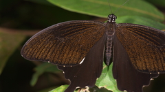 Papilio nephelus chaon