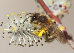 Andrena