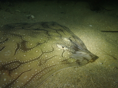 Raja undulata