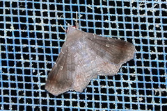Ophiusini