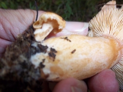 Lactifluus hygrophoroides