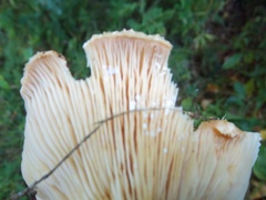 Lactifluus hygrophoroides