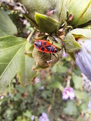 Pyrrhocoris apterus