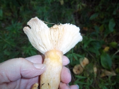 Lactifluus hygrophoroides