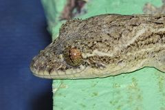 Thecadactylus solimoensis