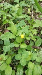 Potentilla indica image