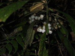 Rhynchotechum discolor