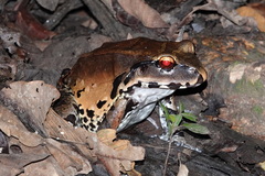 Leptodactylus pentadactylus