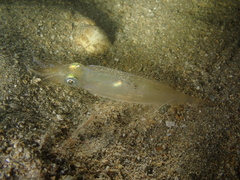 Alloteuthis