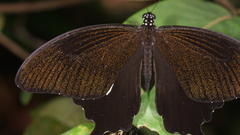 Papilio nephelus chaon