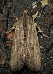 Lithophane hemina