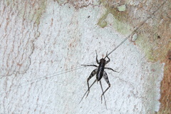 Phalangopsidae