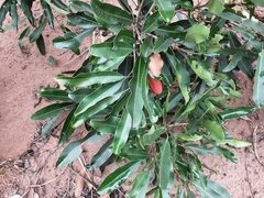 Protorhus longifolia