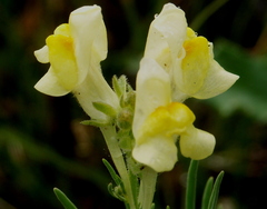 Linaria debilis