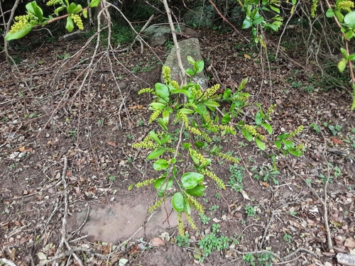 Foto de Cega-machado