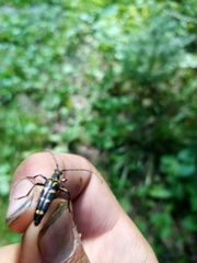 Leptura annularis