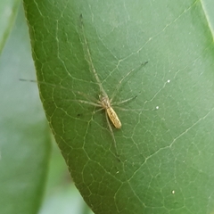 Tetragnatha