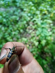 Leptura annularis