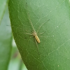 Tetragnatha