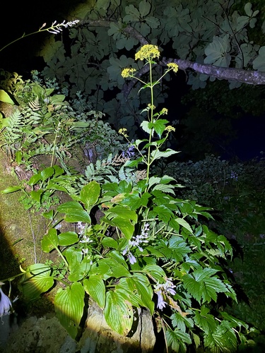 Patrinia triloba, photograph 4